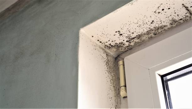 Best Mold Odor Removal Services  in Whitewright, TX
