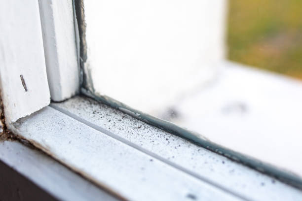 Best Post-Construction Mold Inspection  in Whitewright, TX