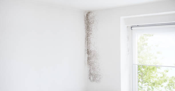 Best Mold Remediation for Healthcare Facilities  in Whitewright, TX
