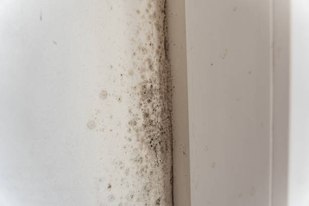 Best Residential Mold Inspection & Testing  in Whitewright, TX